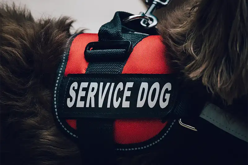 Close-up of a service dog wearing a red harness with a Service Dog patch, highlighting The Buckingham Inn's commitment to accessible travel.